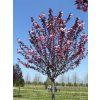 riyal burgundy
