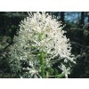 Samorostlík červený - Actaea rubra  Actaea rubra