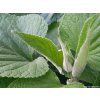 60417 2 sapa russelova phlomis russeliana