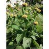 60417 3 sapa russelova phlomis russeliana