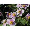 Sasanka plstnatá 'Robustissima' - Anemone tomentosa 'Robustisima'  Anemone tomentosa 'Robustisima'
