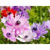 Sasanka 'St. Brigid' MIX  Anemone 'St. Brigid' MIX