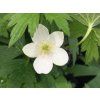 Sasanka kanadská - Anemone canadensis  Anemone canadensis