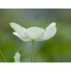 sasanka lesn� 2