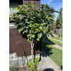 Sazaník květnatý  Calycanthus floridus