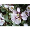 Sivutka vstřícnolistá - Aethionema oppositifolia  Aethionema oppositifolia