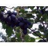 Švestka 'Imperial' - k sloupovitému zapěstování  Prunus domestica 'Imperial'