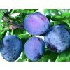 Švestka 'Imperial' - k sloupovitému zapěstování  Prunus domestica 'Imperial'