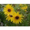 Slunečnice vrbolistá - Helianthus salicifolius  Helianthus salicifolius