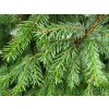 Smrk omorika �Aurea� (Balen� kontejner C250, Tvar v��ka 350-400cm)