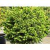 Smrk omorika 'Nana'  Picea omorika 'Nana'