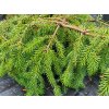 Picea omorika Pendula2 (1)