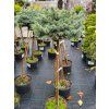 Picea pungens 'Blue Pearl' (1)