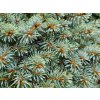 Picea pungens 'Blue Pearl' (4)