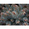 glauca c 1