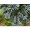 Picea pungens 'Glauca Compacta' (1)