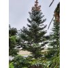 Picea pungens 'Glauca Compacta' (2)