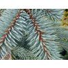Smrk pichlavý 'Glauca Pendula'  Picea pungens 'Glauca Pendula'