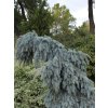 Smrk pichlavý 'Glauca Pendula'  Picea pungens 'Glauca Pendula'