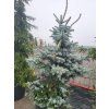 61065 3 smrk pichlavy hoopsii