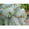 61065 6 smrk pichlavy hoopsii