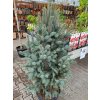 Picea pungens 'Iseli Fastigiata' (2)