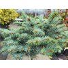 Picea pungens 'St. Mary's Broom' (2)