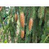 Picea abies 'Cranstonii' (4)