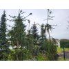 Picea abies 'Cranstonii' (3)