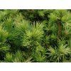 Smrk ztepilý 'Tompa'  Picea abies 'Tompa'