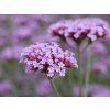 Sporýš argentinský - Verbena bonariensis  Verbena bonariensis