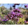 Sporýš argentinský - Verbena bonariensis  Verbena bonariensis