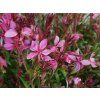 62118 1 svickovec lindheimeri siskiyou pink gaura lindheimeri siskiyou pink
