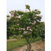 Dřín japonský 'Satomi'  Cornus kousa 'Satomi'