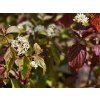 Svída krvavá 'Winter Beauty'  Cornus sanguiena 'Winter Beauty'