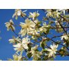 Magnolie 'Gold Star'  Magnolia 'Gold Star'