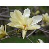 Magnolie 'Gold Star'  Magnolia 'Gold Star'