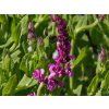 Salvia nemorosa 'Amethyst' (1)