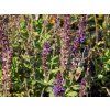 62265 2 salvia nemorosa blauk nigin