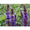 62265 salvia ne blaukoenigin 1