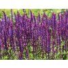Šalvěj hajní 'Caradonna' - Salvia nemorosa 'Caradonna'  Salvia nemorosa 'Caradonna'