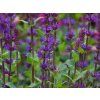 Salvia Caradonna (1)