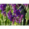 Salvia nemorosa 'New Dimension Blue' (2)