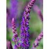 Šalvěj hajní 'Ostfriesland' - Salvia nemorosa 'Ostfriesland'  Salvia nemorosa 'Ostfriesland'