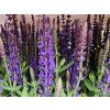 �alv�j hajn� �Sensation Deep Blue� - Salvia nemorosa 'Sensation Deep Blue' (Balen� kontejner p17, Tvar v��ka 30-35cm)
