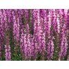 Salvia nemorosa Sensation Deep Rose