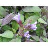 Šalvěj lékařská 'Purpurascens' - Salvia officinalis 'Purpurascens'  Salvia officinalis 'Purpurascens'