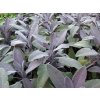 Šalvěj lékařská 'Purpurascens' - Salvia officinalis 'Purpurascens'  Salvia officinalis 'Purpurascens'