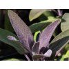 Šalvěj lékařská 'Purpurascens' - Salvia officinalis 'Purpurascens'  Salvia officinalis 'Purpurascens'