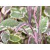 Šalvěj lékařská 'Tricolor' - Salvia officinalis 'Tricolor'  Salvia officinalis 'Tricolor'
